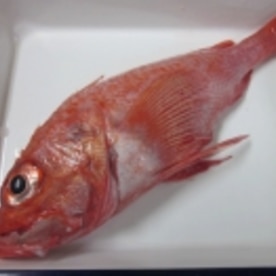 函館の高級魚 きんき を家庭用グリルで塩焼き レシピ 作り方 By Startrek 楽天レシピ 函館の高級魚 きんき を家庭用グリルで塩焼き レシピ 作り方 By Startrek 楽天レシピ